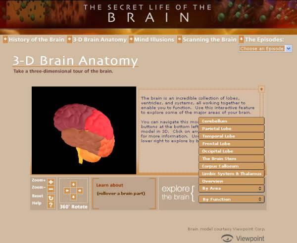 3d_brain_anatomy.jpg