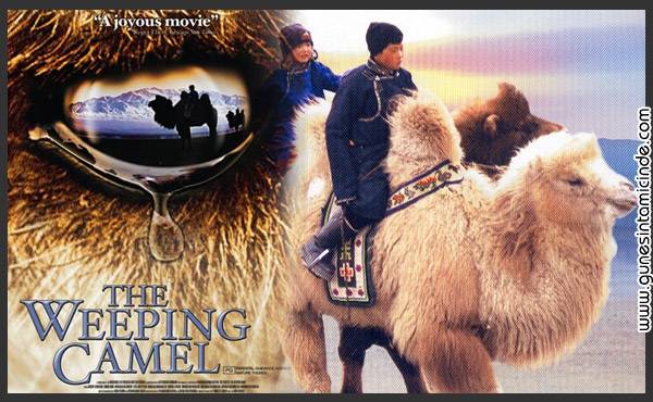 Orta Asya çöllerinde yaşayan Moğol bir ailenin sıcak dostça ve samimi anlatımı anında sardı beni. Öylesine doğaldı ki doğal olup çevreci kitleyi toplayayım çabası bile yoktu. Ağlayan Deve'nin Öyküsü | The Story of the Weeping Camel