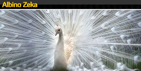 albino zeka