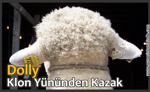 Karşımıza ilk gelen canlı Dolly idi. Çoğumuz onun hayatta kalmayı başaran 270 küsuruncu deney olduğunu duymuştuk. Bu arada duydunuz mu bilmem, 1996'da doğan(?) kopya koyun Dolly, 2003 Şubat'ında klon cennetine uçtu. Yani yünden kazak olayı biraz zor. :) Dolly Yününden Kazak, Klon Sütünden Yoğurt