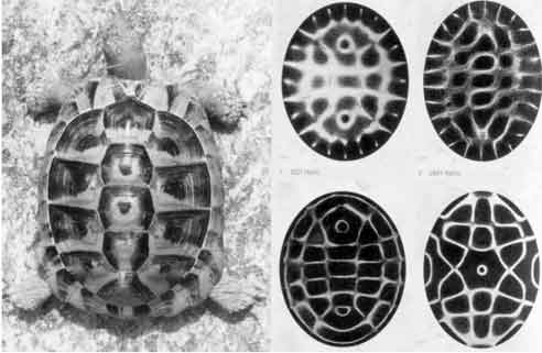 Cymatics_tortoise_shell Titreşimlerin sırlarını anlatan enteresan şekiller, bilimsel gerçekler, heyecan veren videolar. Cymatik bilimi size gündelik dünyayı yeni bir gözle sunacak... Cymatics Nedir?,Chadlani,Ses,Vibrasyon,Şifa Cymatics Nedir? | Saymatiks Sesten Şekle | Şeklin Sırrı