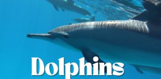 Yunuslar Dolphins -Youtube-Video