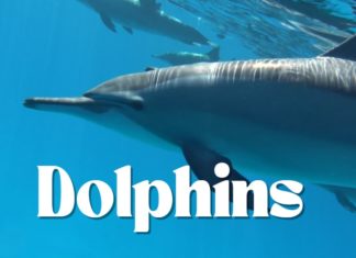 Yunuslar Dolphins -Youtube-Video