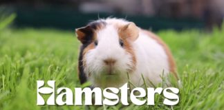Hamsters-Youtube-Video