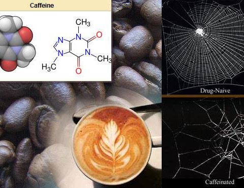 kafein1.jpg