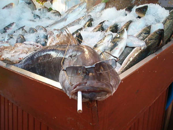 Gördük güldük yok böyle bir şey dedik. İşte fotoğrafı çektik. Yer Gümüşlük Bodrum Türkiye :) Gidin bir balık yeyin güzel sularında Bodrum'un. Tavşan Adası'nı gezin. En çokta gülün :)   Memleketimden Manzaralar :) 1