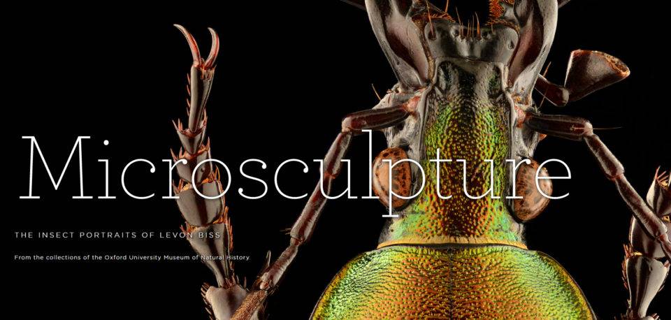 microsculpture.net 2016-04-28 14-16-20