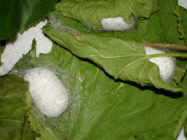 Koza Ördüleeeeeeeeerrrrrrrrr Aman Tanrım mürüvvetlerini göreceğiz galiba . Tırtıldan Kelebeğe - 4