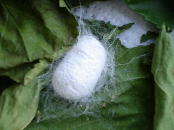 Koza Ördüleeeeeeeeerrrrrrrrr Aman Tanrım mürüvvetlerini göreceğiz galiba . Tırtıldan Kelebeğe - 4