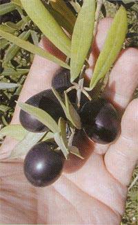 zeytin1.jpg
